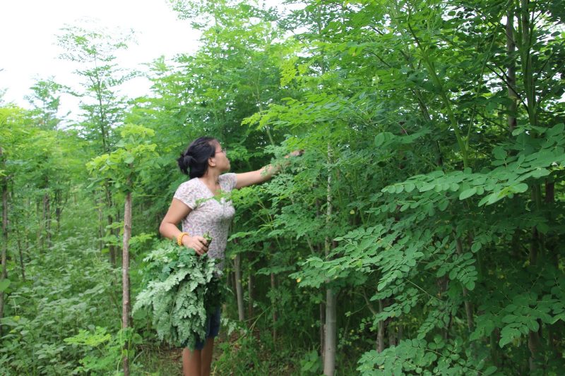 Cây chùm ngây là gì? 8 công dụng cơ bản bạn nên biết 13 cây chùm ngây 2