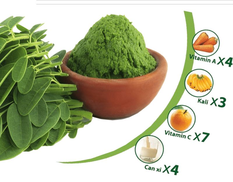 Cây chùm ngây là gì? 8 công dụng cơ bản bạn nên biết 14 cây chùm ngây 3