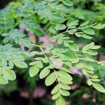 Cách trồng cây chùm ngây tại nhà từ A đến Z