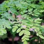 Cách trồng cây chùm ngây tại nhà từ A đến Z