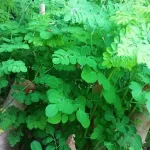 cây chùm ngây