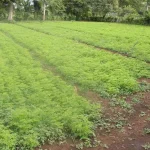 cây chùm ngây bán ở đâu
