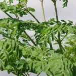 cây chùm ngây chữa bệnh