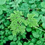 cây chùm ngây Moringa