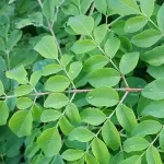 chùm ngây trị bệnh gì