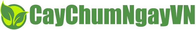 caychumngay