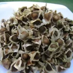 hạt chùm ngây ngâm rượu