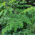 rau chùm ngây kỵ gì