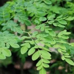 chùm ngây kỵ gì
