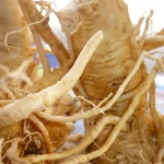 rễ chùm ngây