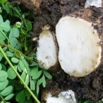 rễ chùm ngây ngâm rượu