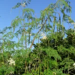thân cây chùm ngây