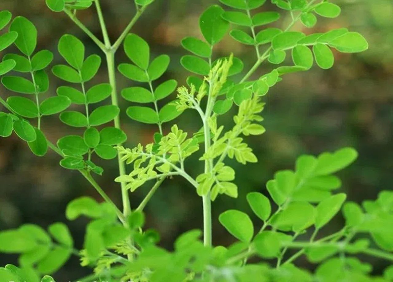 ăn chùm ngây bị tiêu chảy