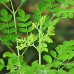 ăn chùm ngây bị tiêu chảy